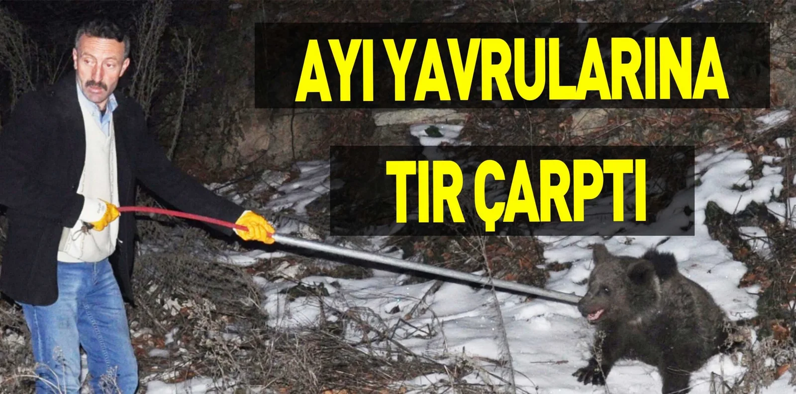 AYI YAVRULARINA TIR ÇARPTI