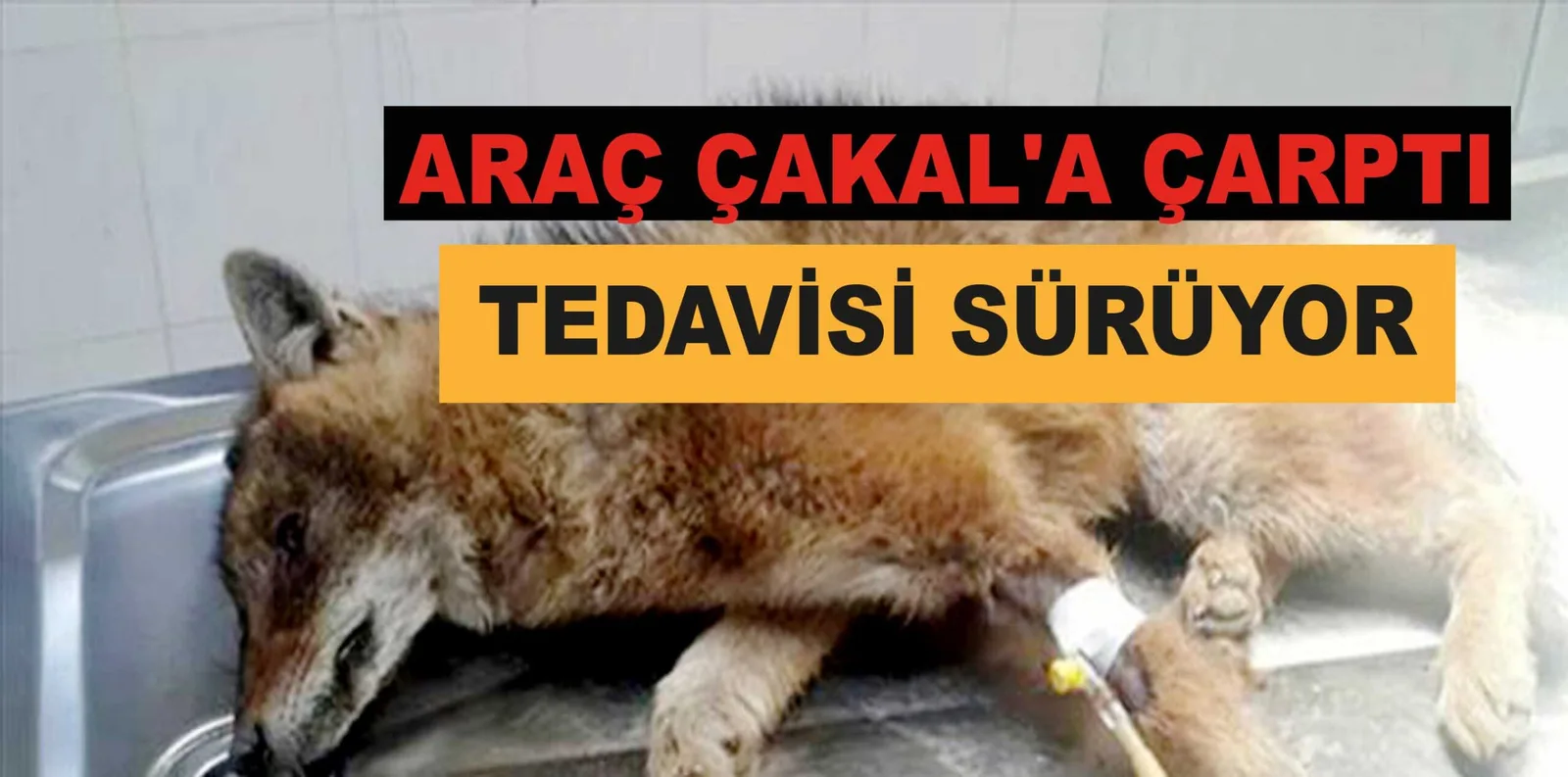 ARAÇ ÇAKAL'A ÇARPTI TEDAVİSİ SÜRÜYOR