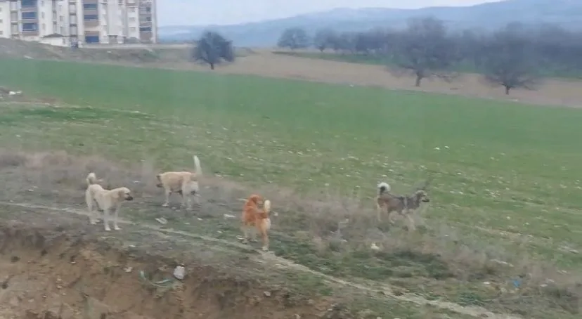 Alanyurt'ta çocuklar tehlike altında