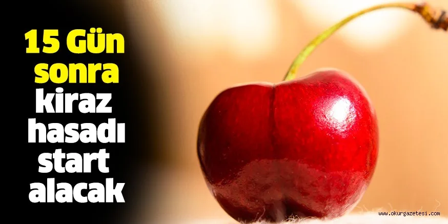 15 GÜN SONRA KİRAZ HASADI BAŞLAYACAK