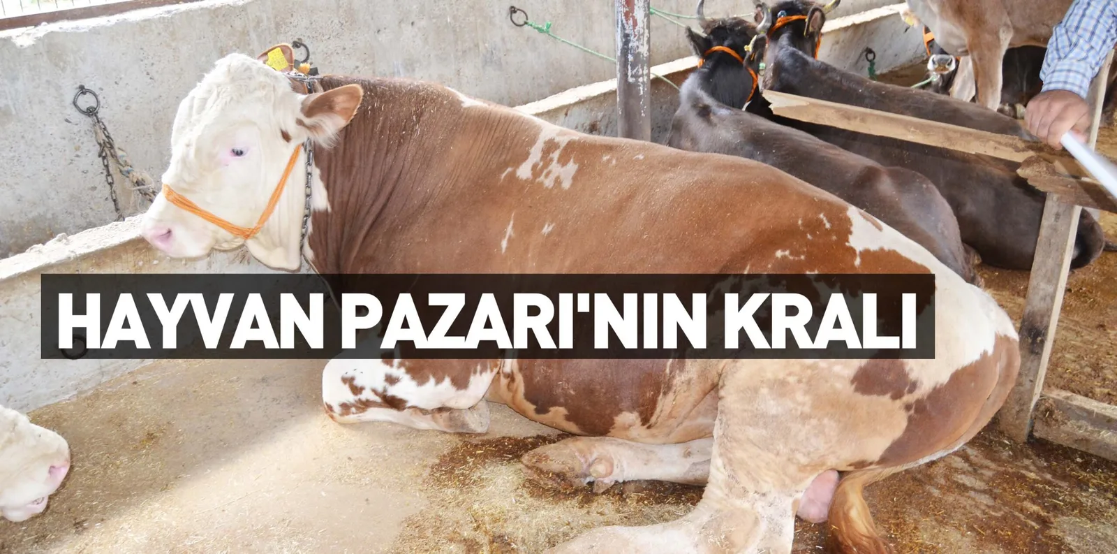 HAYVAN PAZARI'NIN KRALI
