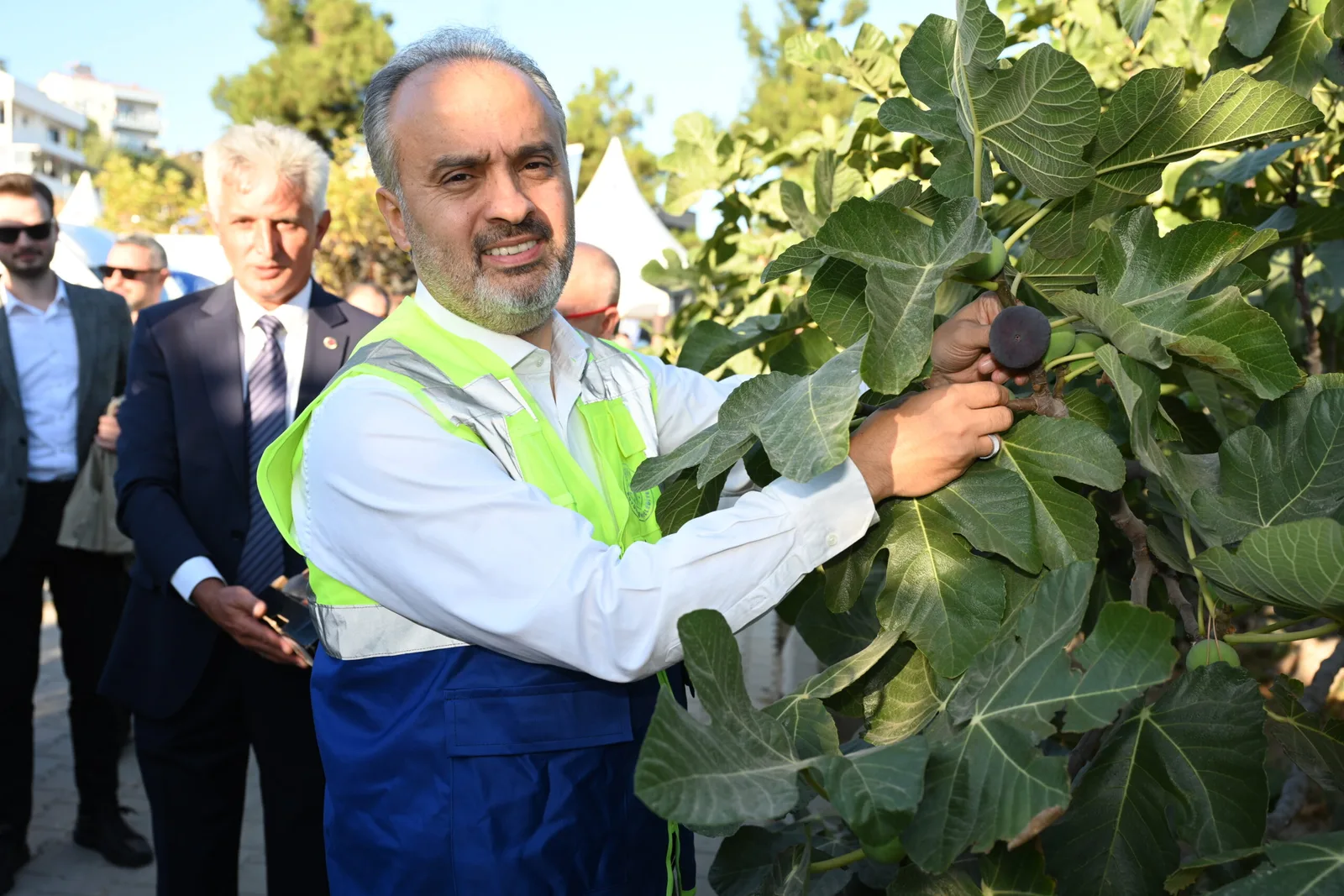 'Siyah inci’de hasat başladı