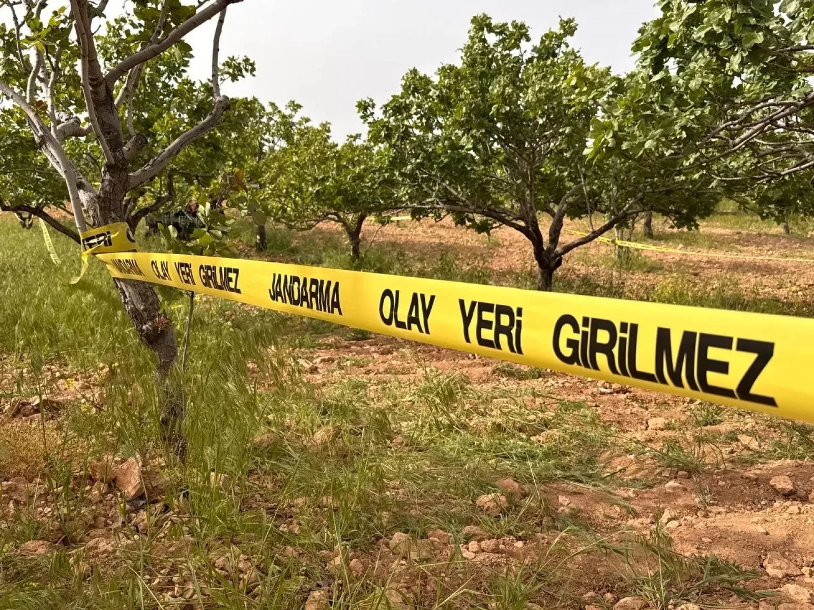 Tarlada dinlenirken iş makinesinin altında kaldı