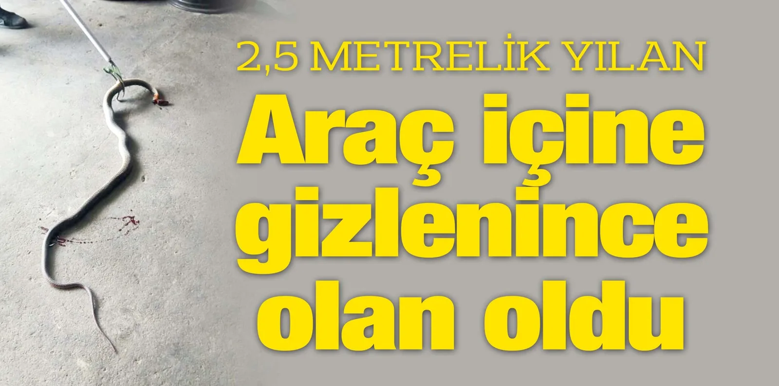 2,5 METRELİK YILAN Araç içine gizlenince olan oldu