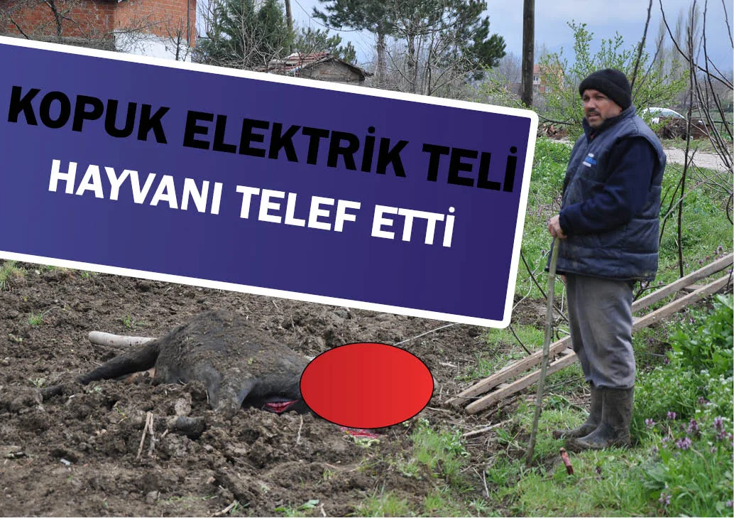Kopuk elektrik teli bir hayvanı telef etti