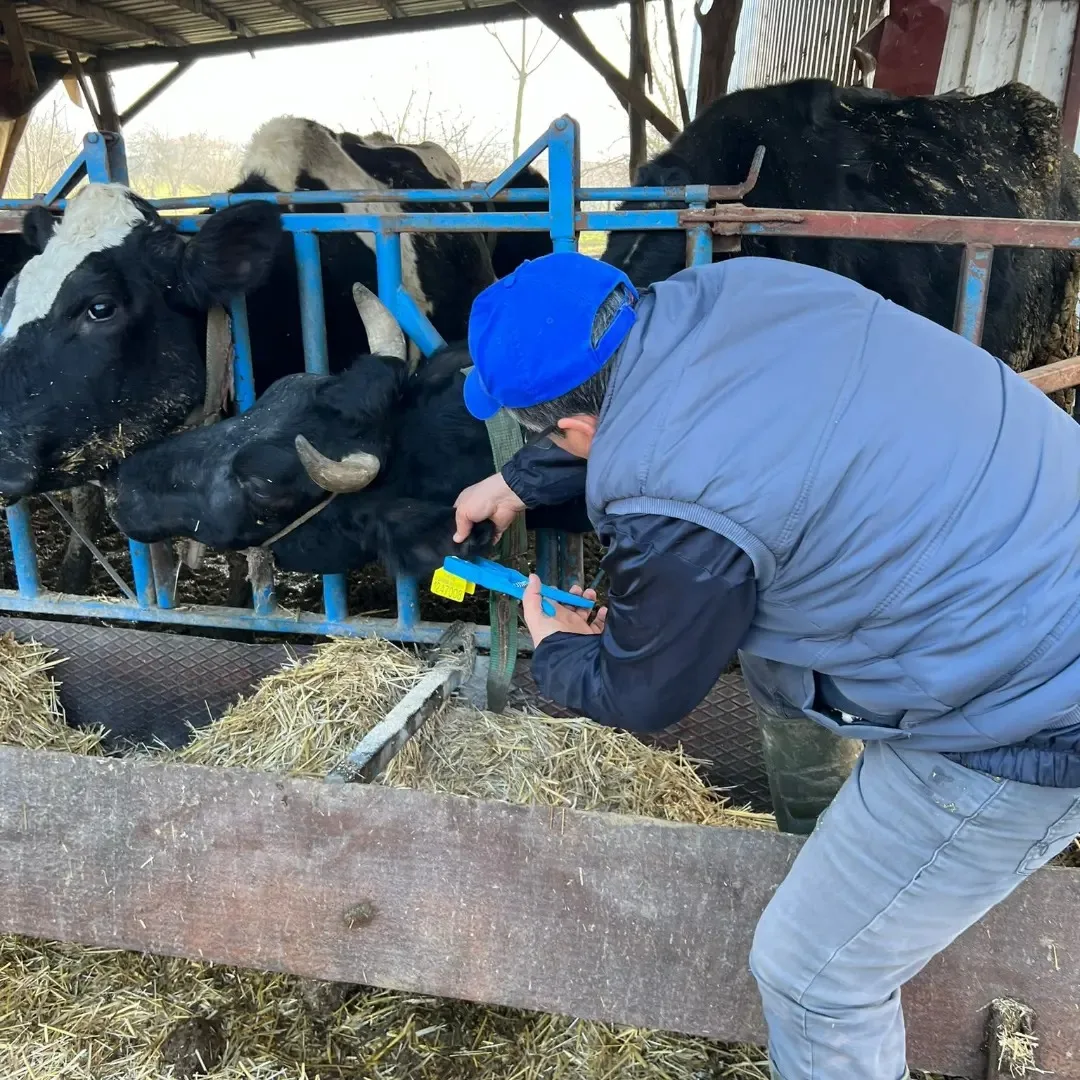 Kırsalda küpeleme ve Brucella aşı çalışmaları sürüyor.