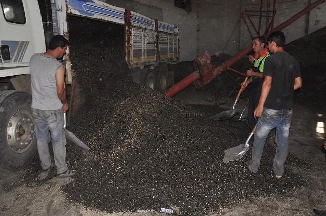 Ayçiçeğinde sezon açıldı