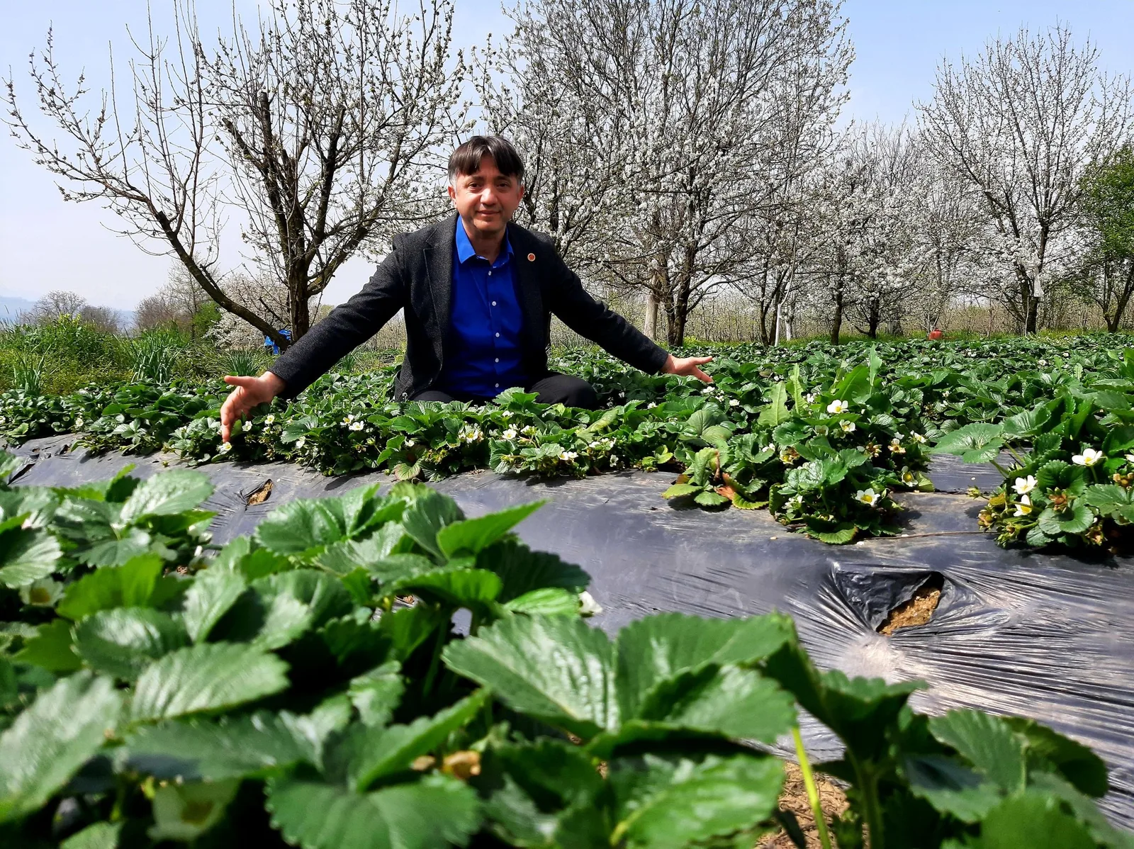 Çitli çileği yeni sezona hazırlanıyor