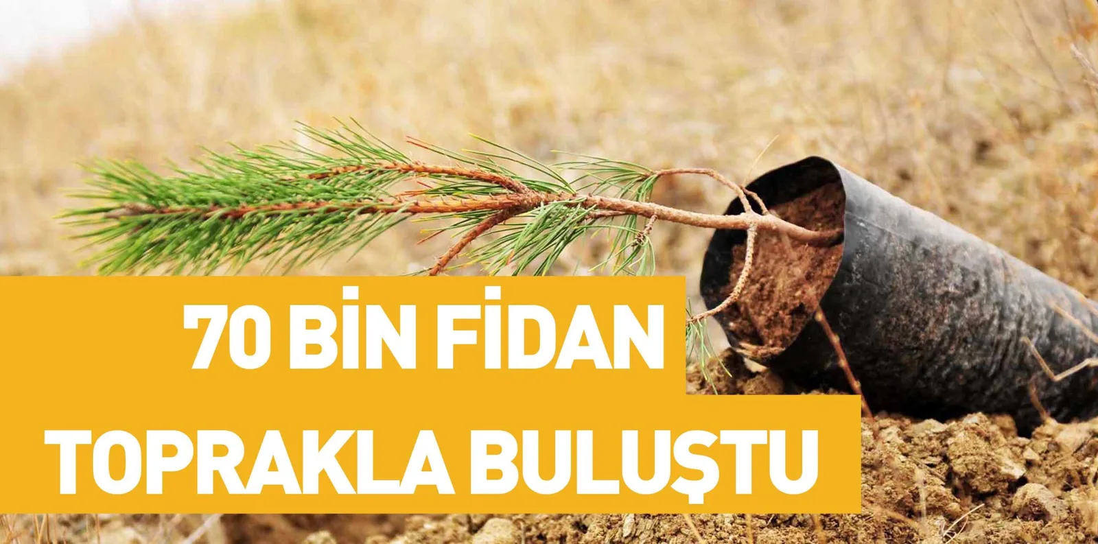 70 BİN FİDAN TOPRAKLA BULUŞTU