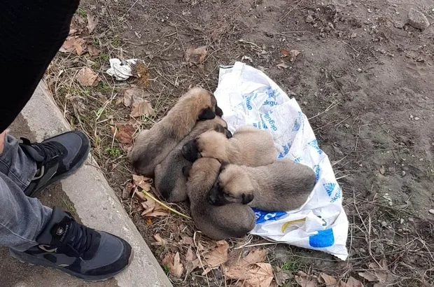 11 Yavru köpek çuvala konularak ölüme terk edildi