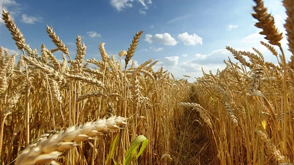 Aşırı yağmur buğdayı etkiledi