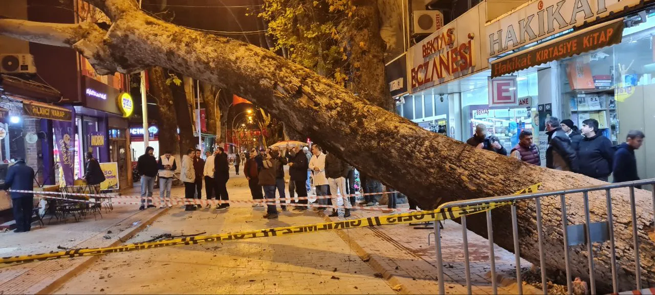 Devrilen ağaç iş yerlerine zarar verdi