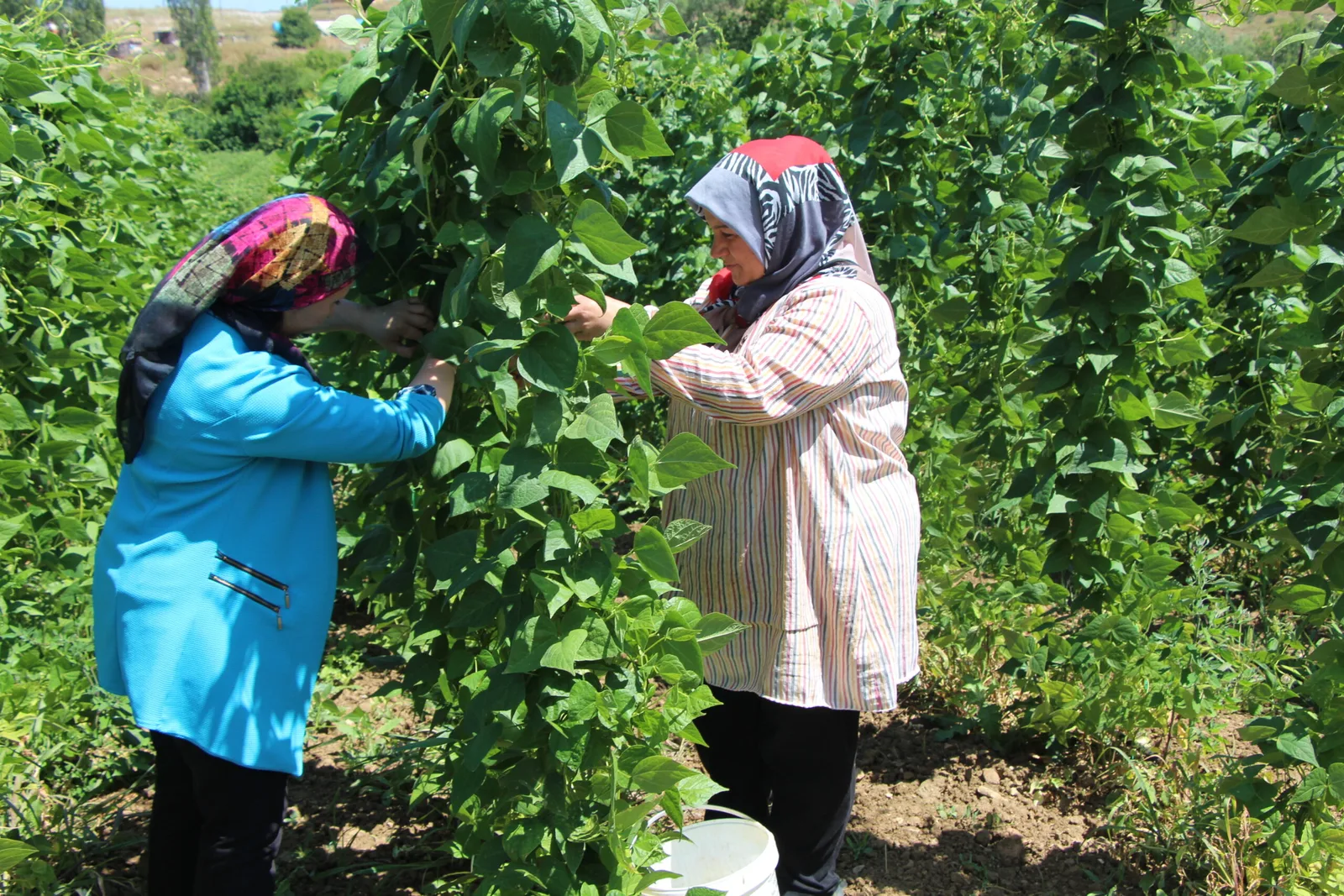 "Pazarcık boncuğu" fasulyenin hasadı başladı
