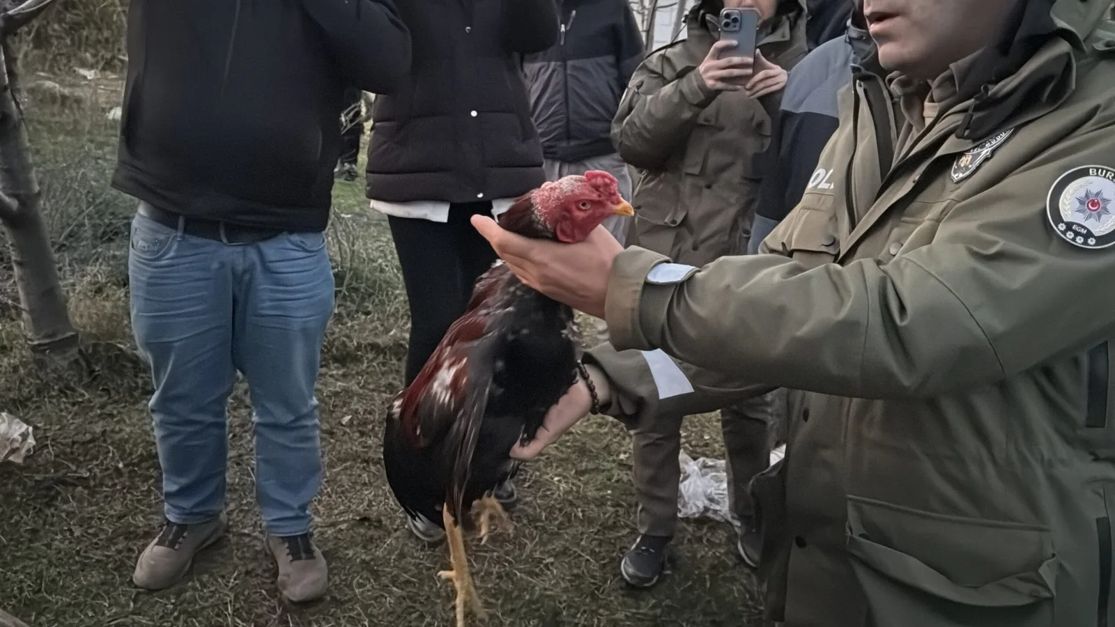 Horoz dövüştürülen çadırlardaki 2 şüpheli gözaltına alındı