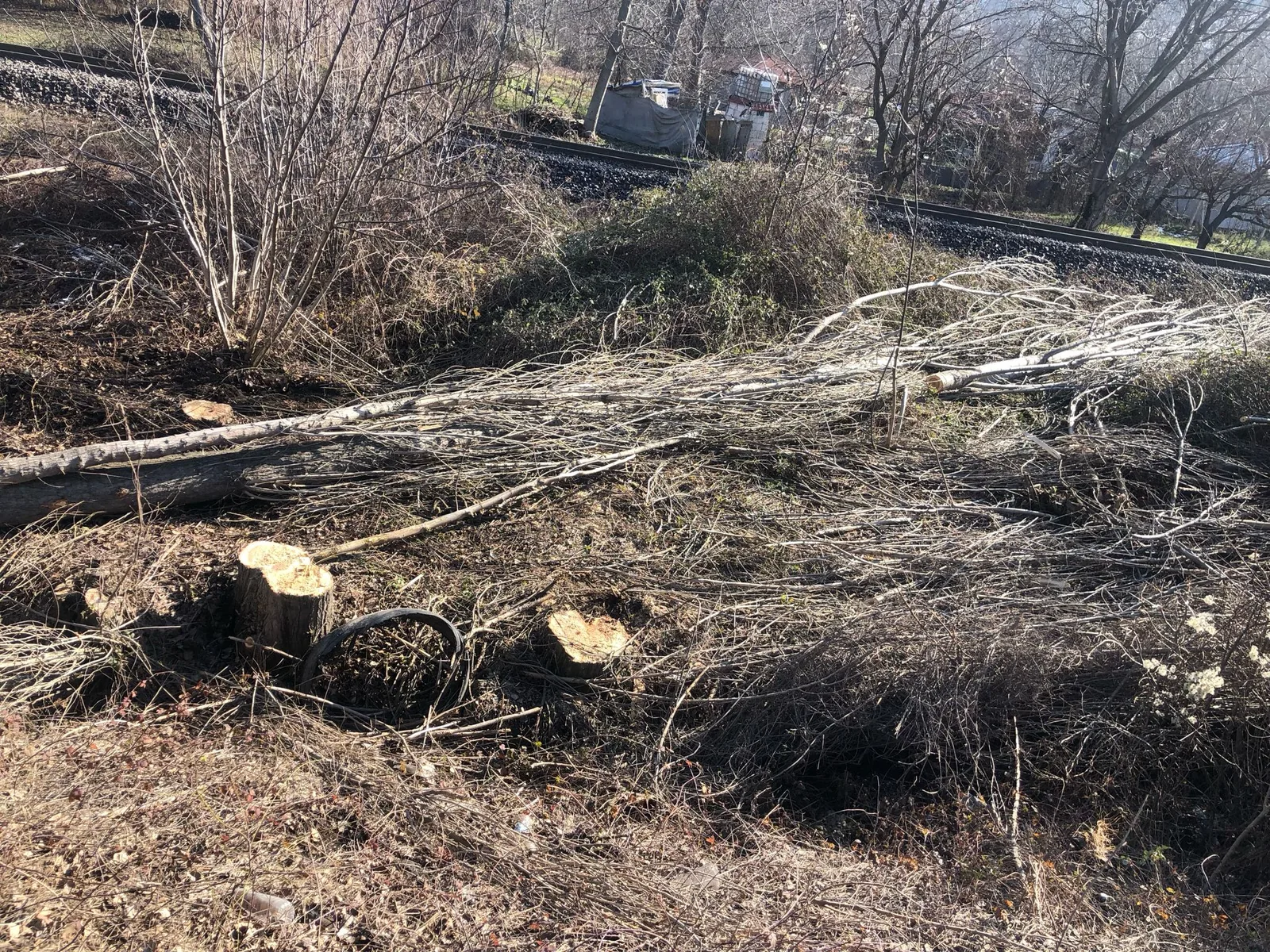 Kestiği ağacın altında kalan kişi hayatını kaybetti