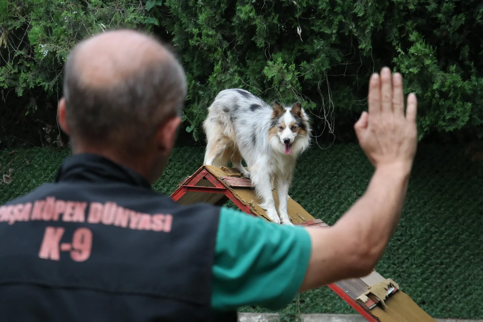 İşitme engelli köpek "Modlie" işaret komutlarıyla hareket ediyor