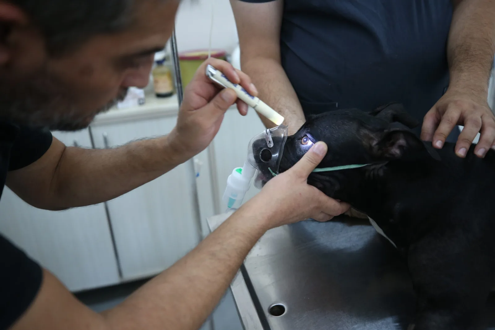 Yangında dumandan etkilenen köpek "Tokyo" yaşam savaşını kazandı