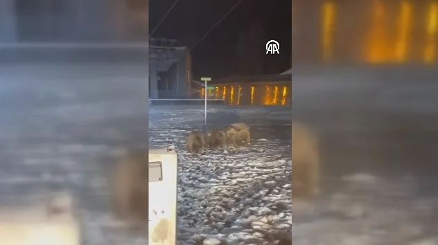Uludağ'da ayılar yerleşim yerlerinde yiyecek ararken görüntülendi