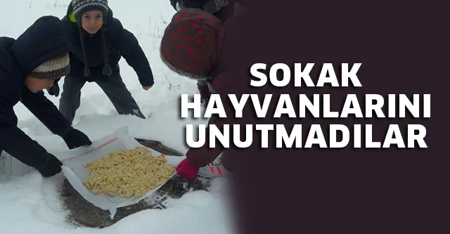 AKŞEMSETTİN'Lİ ÖĞRENCİLER SOKAK HAYVANLARINI UNUTMADI