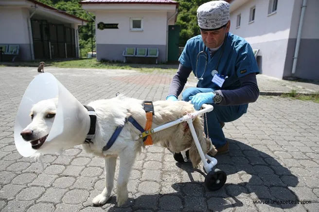 'Beyaz', veterinerinin yaptığı aparatla yürümeye başladı