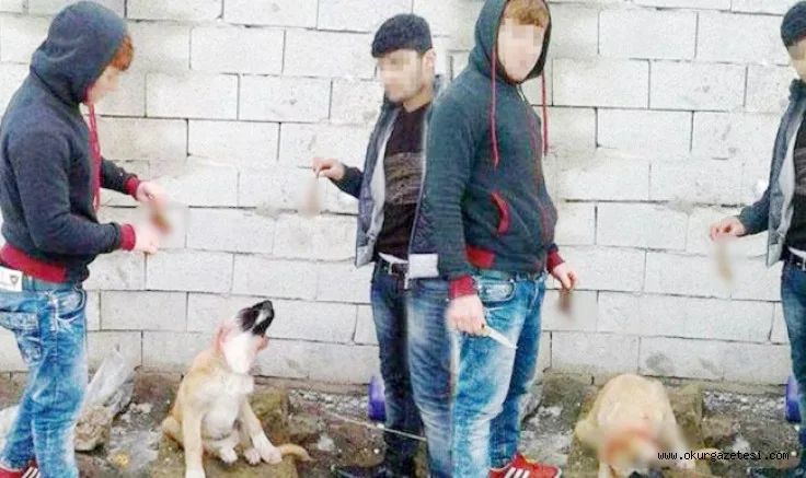 Bursa'da köpeğe eziyet eden 3 kişi hakkında işlem yapıldı