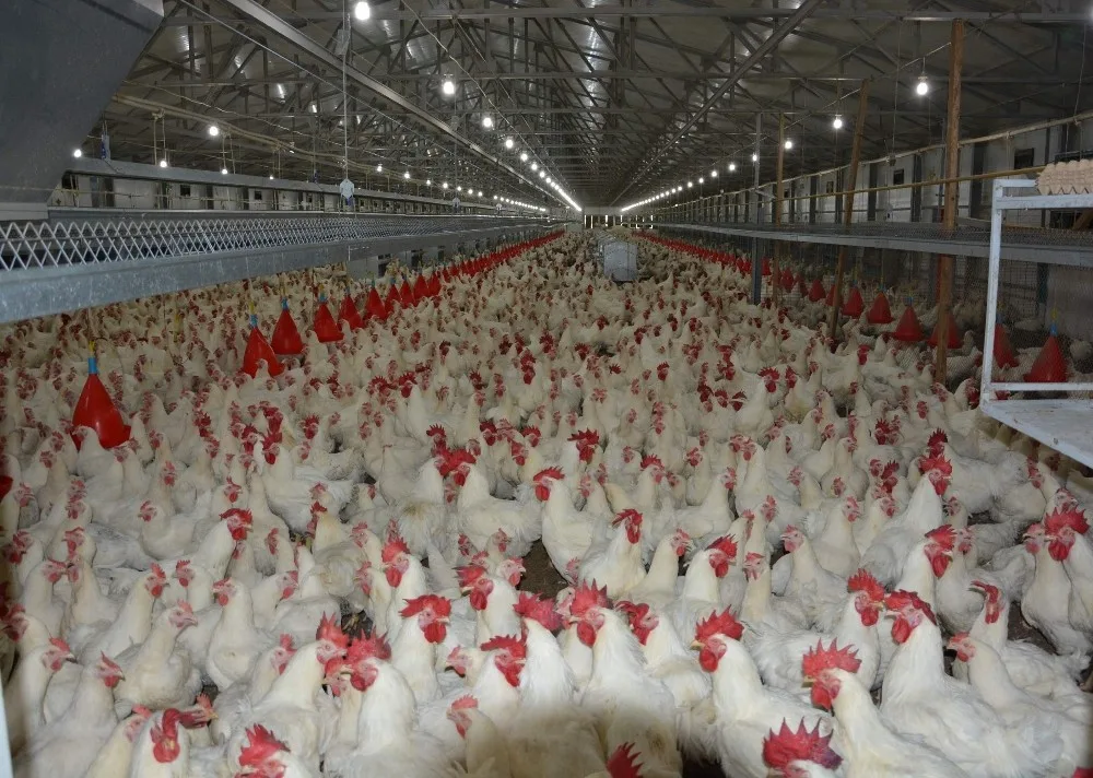 Bursa Tavuklarıyla Parlıyor