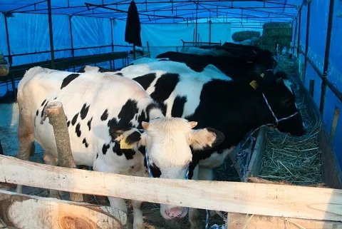 Kurbanlıklar İnegöl’e gelmeye başladı