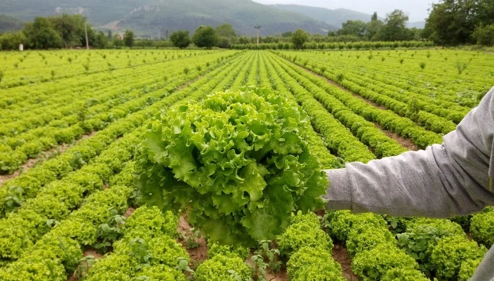 Çarşı-Pazarda 2 Lira, Tarlada 30 Kuruşa Alan Yok