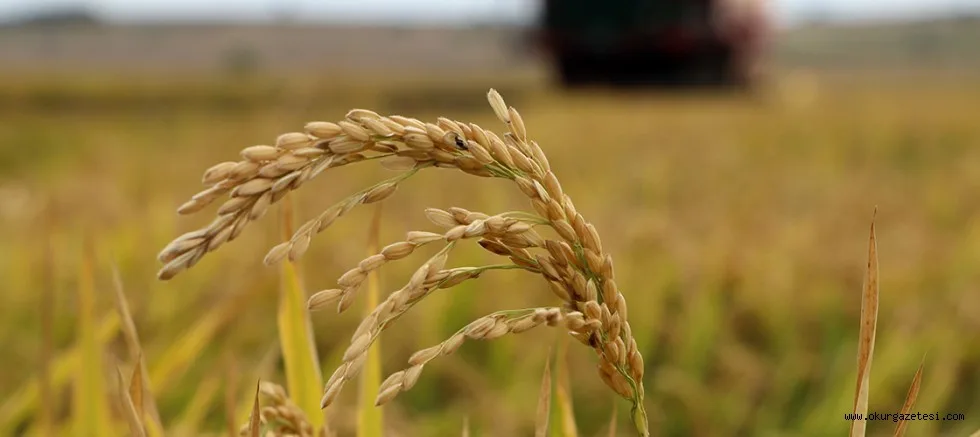 Çeltik ambarı Edirne'de hasat başladı