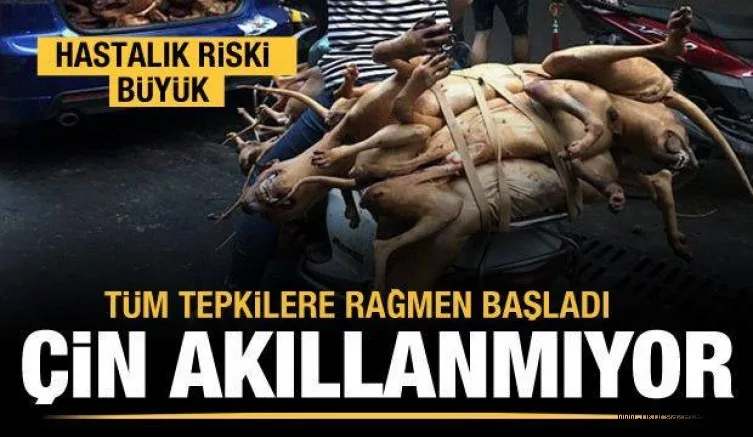 Çin akıllanmıyor! Köpek eti festivali başladı...