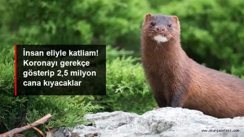 Danimarka'da hayvanlarda görülen koronavirüs vakaları nedeniyle 2,5 milyon vizon öldürülecek