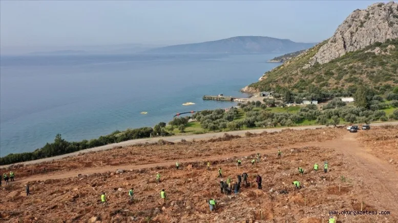 Geçen yıl yanan orman alanlarında yenileme çalışmaları yıl sonuna kadar tamamlanacak