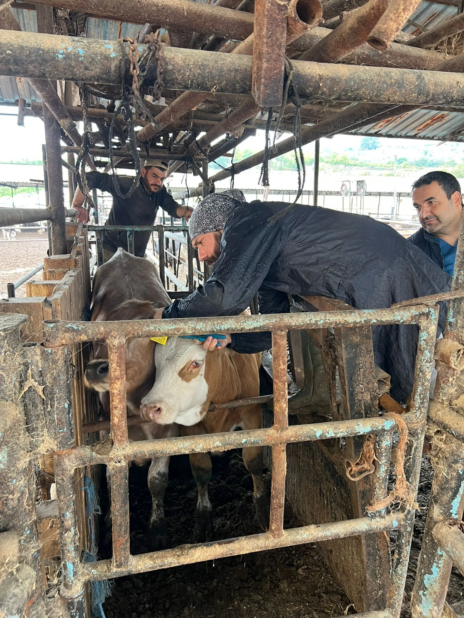 İnegöl’de hayvan sağlığı için saha çalışmaları devam ediyor