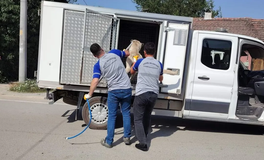 İnegöl'de tehlike saçan sokak köpekleri toplanıyor