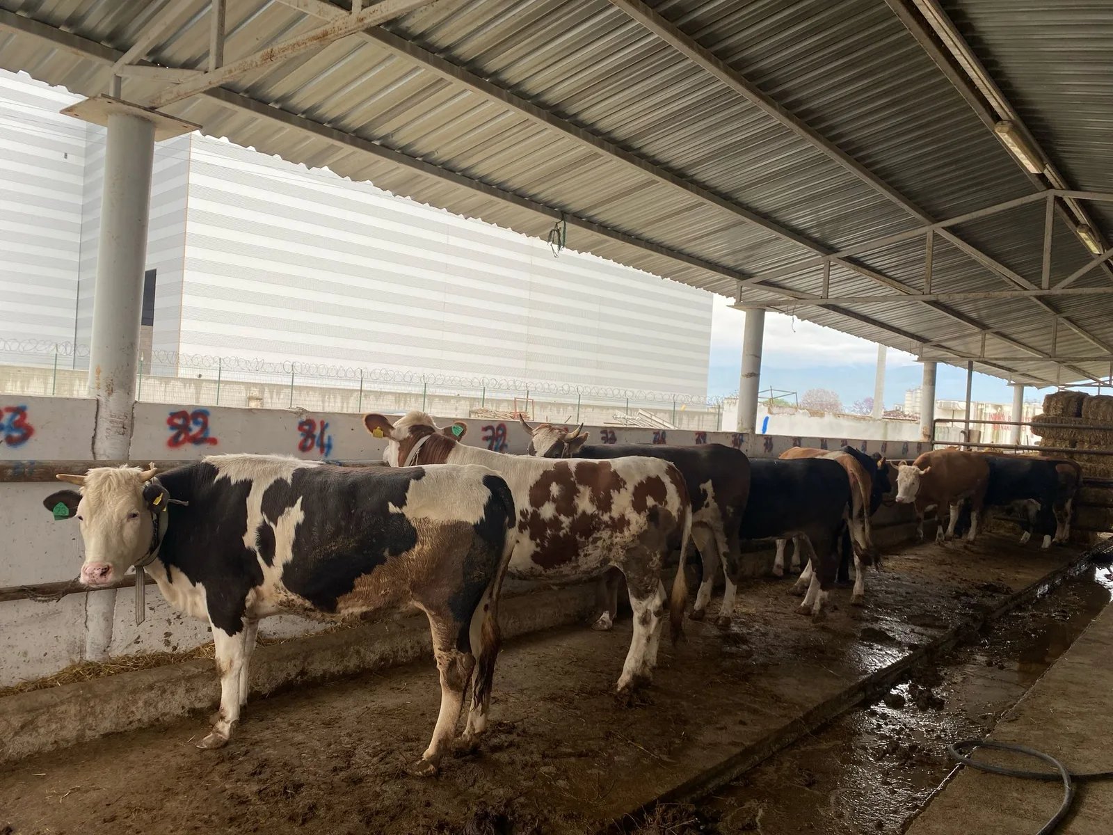 İnegöl'de kurban hissesi satışları başladı
