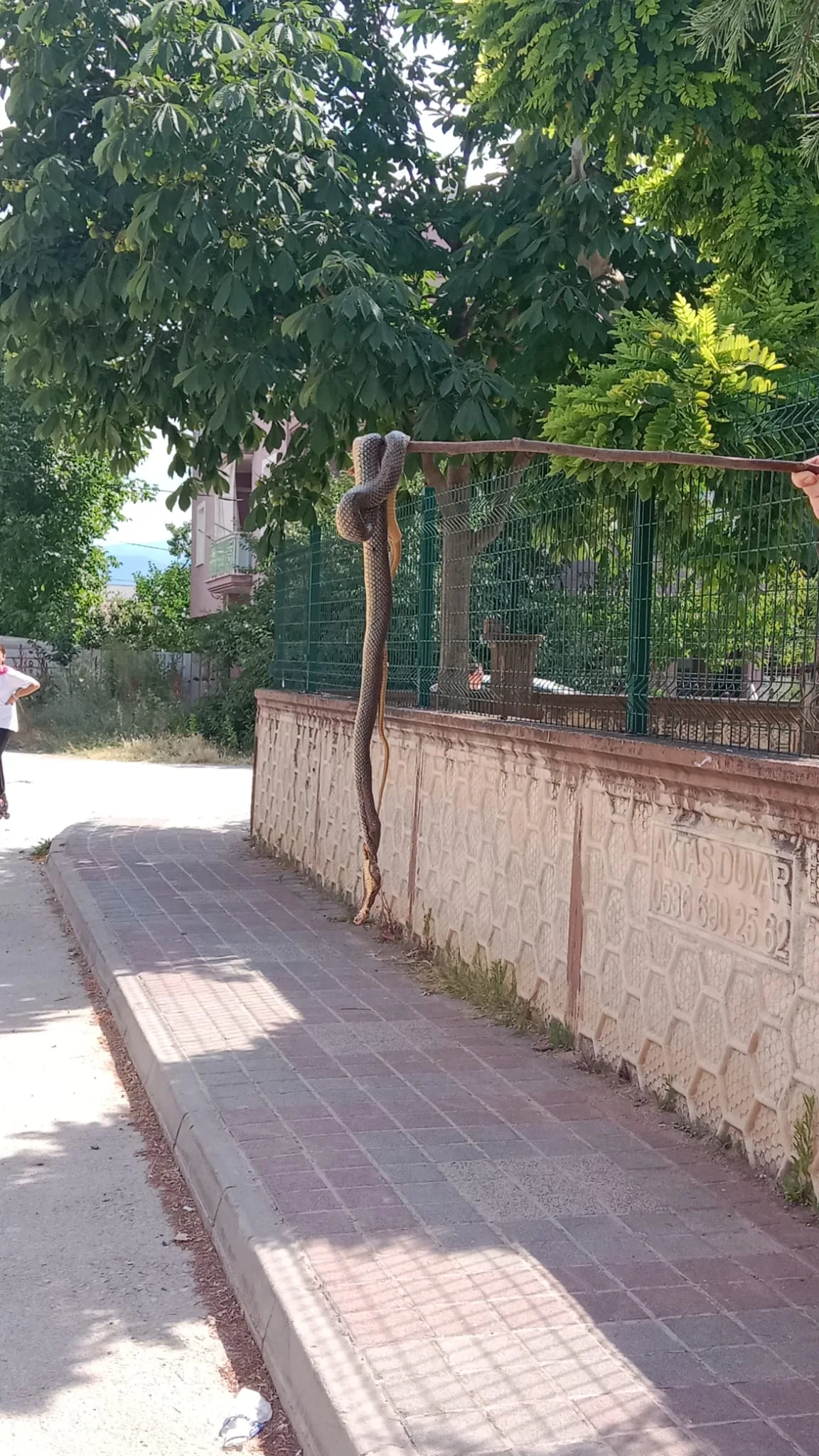 İnegöl'de yılanlar cirit atıyor