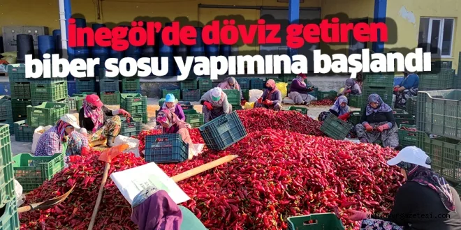 İnegöl’de 1 milyon dolar ihracat geliri olan acı biber sosu yapımı için çalışmalar başladı