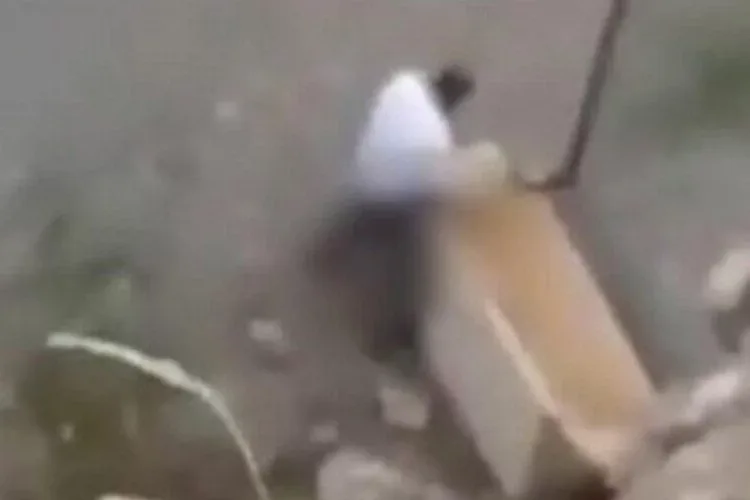 Yavru köpeğe tecavüz davasında sonuç çıktı