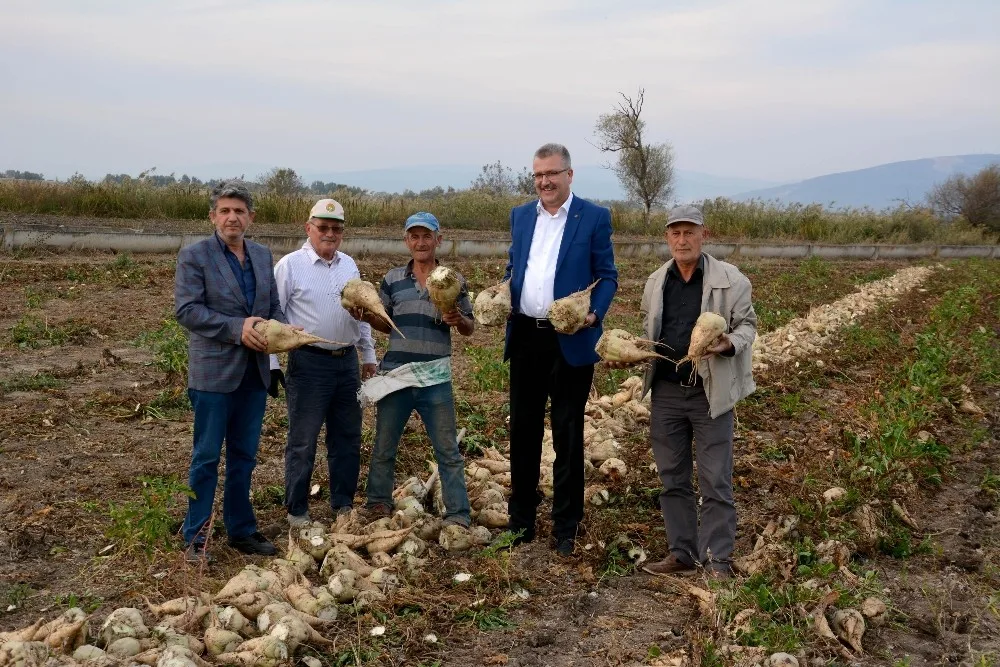 Karacabeyde Şeker Pancarı Hasadı Devam Ediyor