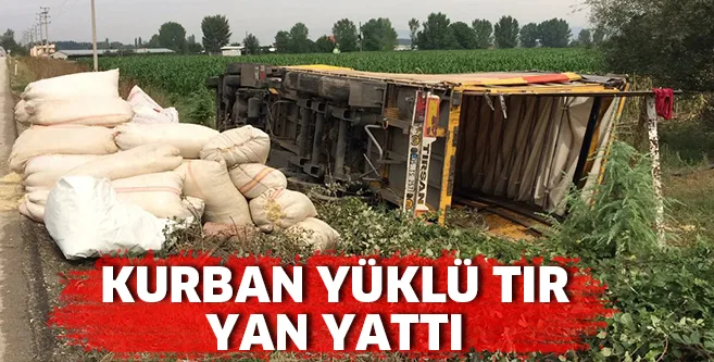 Kurbanlık yüklü TIR devrildi