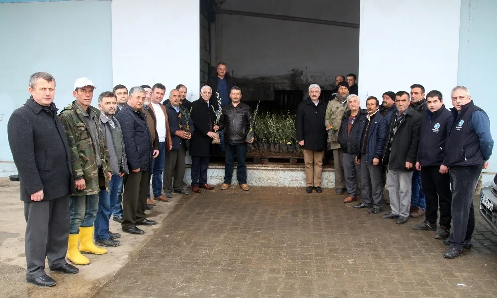 Marmarabirlik Domat Zeytin Fidanı Dağıtımına Başlıyor