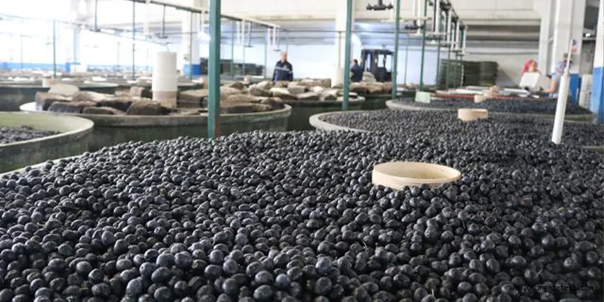 Marmarabirlik'ten 258 milyon lira kredi tahsisatı
