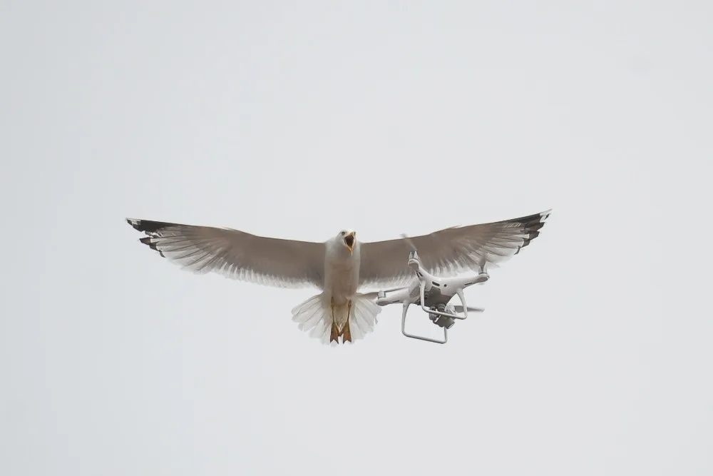 Martıların Drone İle İmtihanı