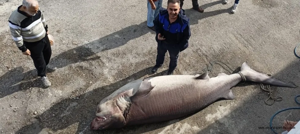 Mudanya'da balıkçının ağlarına köpek balığı takıldı
