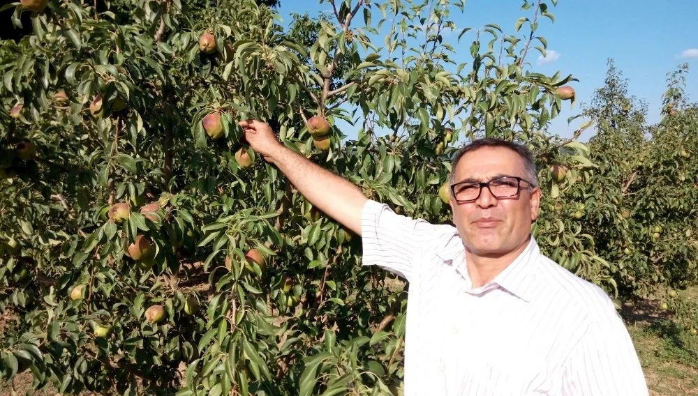 (Özel Haber) Deveci Armudunu Güneş Vurdu, Çiftçi Erteleme Bekliyor