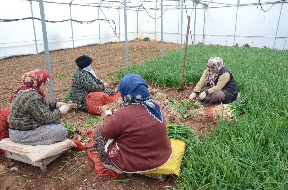 (Özel Haber) İstanbulun Yeşillik İhtiyacının Büyük Kısmı Bu İlçeden Karşılanıyor