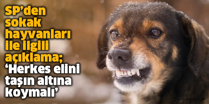 SP’den sokak hayvanları ile ilgili açıklama; ‘Herkes elini taşın altına koymalı’