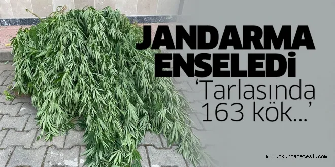 Tarlasında 163 kök kenevir bitkisi ele geçirilen kişi gözaltına alındı