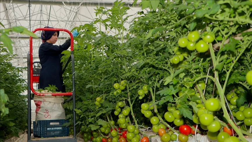 Jeotermal enerjinin kullanıldığı ilk serada domates hasadı yapıldı