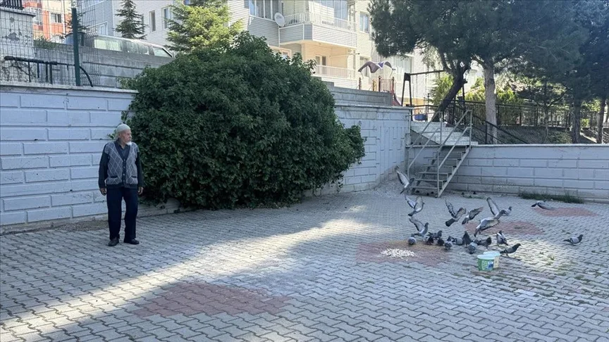Mevlüt dedenin hayatı beslediği güvercinlerle güzelleşiyor